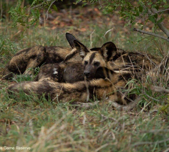 14Amy Leigh Wild Dog 2 011120 Final