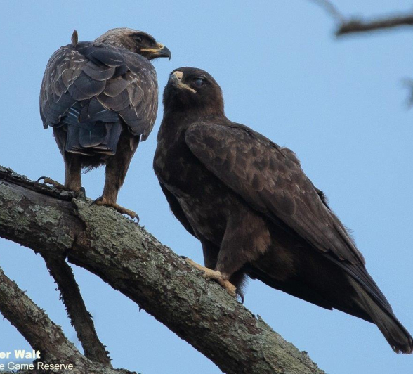 27Tyron Van Der Walt Wahlbergs Eagle 041020 2 Final