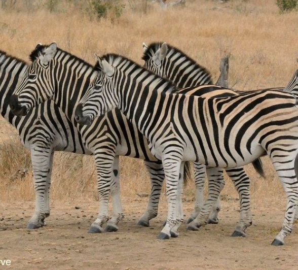 B37Jaco Faber Zebra 20210829 Final B37Jaco Faber Zebra 20210829 Final