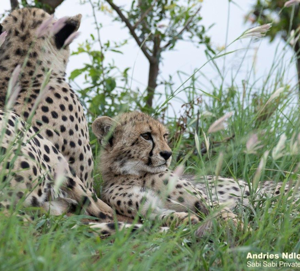 A37andries Cheetah 261221 2 Final