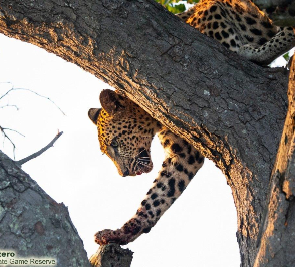 A12ronald Mutero Golonyi 09022022 4 Final