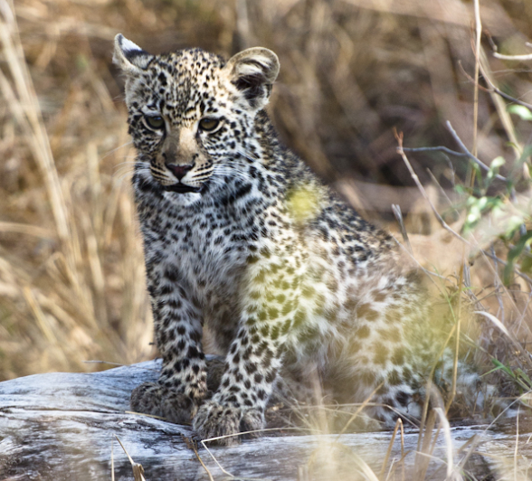 Nottins Cub 3 Nottins Cub 3