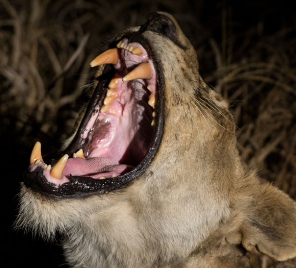 Lions 2 Lions 2