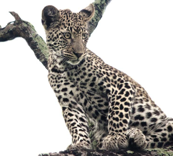 Steve Cub2 Steve Cub2