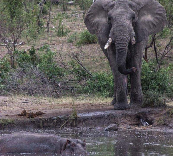 28Tayla McCurdy Hippo And Elephant 9 May 16 1 Of 2 28Tayla McCurdy Hippo And Elephant 9 May 16 1 Of 2