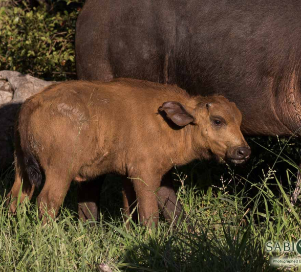 06Franscois Rosslee Buff 13022018 Final