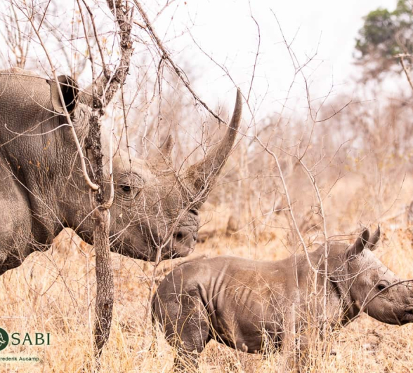 10Frederik Aucamp Rhino Mother And Calf 2 Final 10Frederik Aucamp Rhino Mother And Calf 2 Final