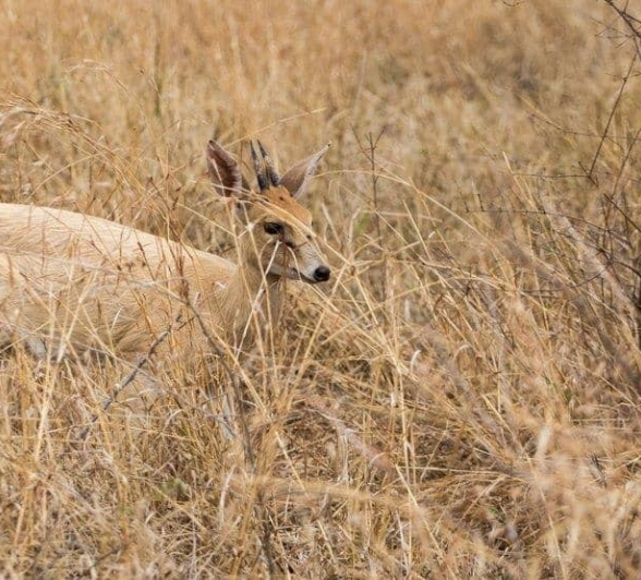 28Kevin Van Der Linde Albino Duiker 09102018 3 Final 28Kevin Van Der Linde Albino Duiker 09102018 3 Final