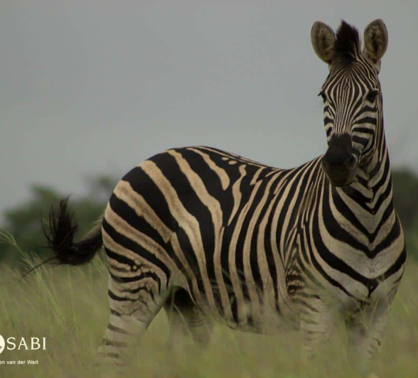 33Tyron Vd Walt Zebra 230219 3 Final 33Tyron Vd Walt Zebra 230219 3 Final