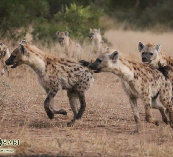 05Steff McWilliam African Wild Dog 12062019 4 Final 05Steff McWilliam African Wild Dog 12062019 4 Final