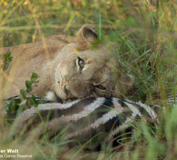 54Tyron Van Der Walt Sp 31032020 3 Final 54Tyron Van Der Walt Sp 31032020 3 Final