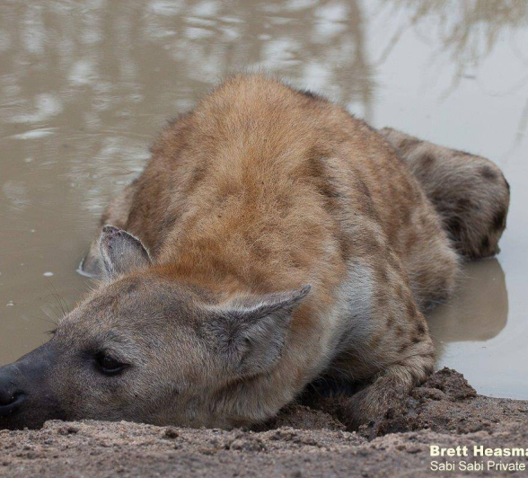 47Brett Heasmna Hyena 14042020 2 Final