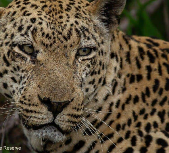 39Amy Leigh Leopard Xovo 1 241020 Final 39Amy Leigh Leopard Xovo 1 241020 Final