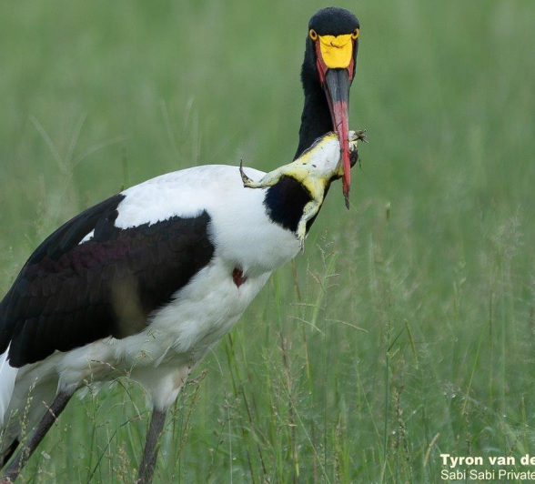 B12Tyron Van Der Walt Saddle Billed Stork Kill 231220 3 Final B12Tyron Van Der Walt Saddle Billed Stork Kill 231220 3 Final
