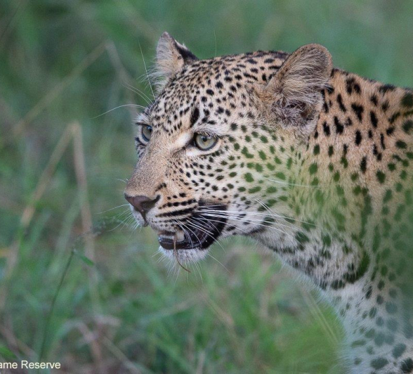 A18ronald Mutero Keegelia And Cubs 12042022 11 Final