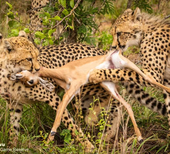 10andries Cheetah.blog 221120 9a Final 10andries Cheetah.blog 221120 9a Final