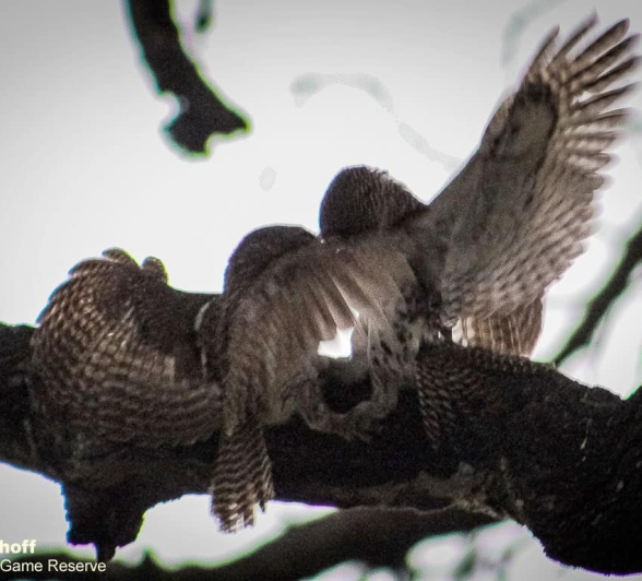 06Rebecca Boshoff Barred Owlet 6 29.10.2020 Final 06Rebecca Boshoff Barred Owlet 6 29.10.2020 Final