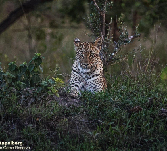 A15Coenraad Stapelberg Leopard Golonyi 161222 1 Final A15Coenraad Stapelberg Leopard Golonyi 161222 1 Final