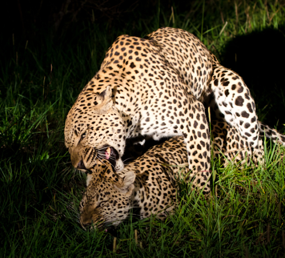 Leopards Mating 4