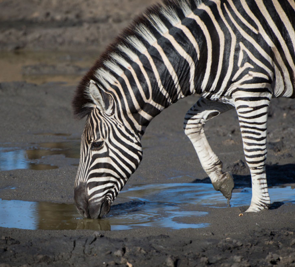 Zebra Zebra