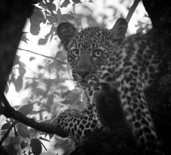 Steve Cub Steve Cub