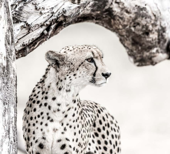 07Pravir Patel Cheetah03 130116 07Pravir Patel Cheetah03 130116