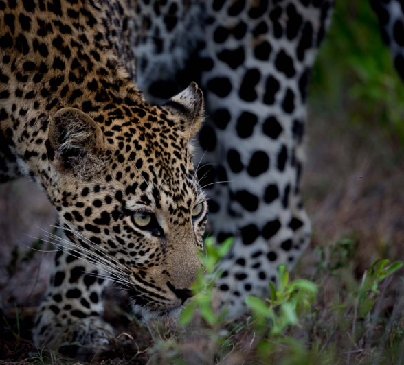 10Pravir Patel Leopard 01 10Pravir Patel Leopard 01