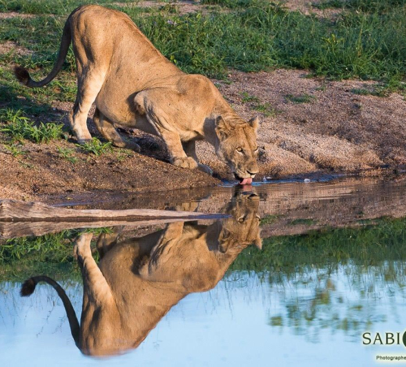 32Terry Ennever Lions 11117 2 Final