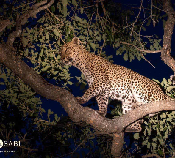 26Kyle 16 Jan Unk Leopard 6 Final