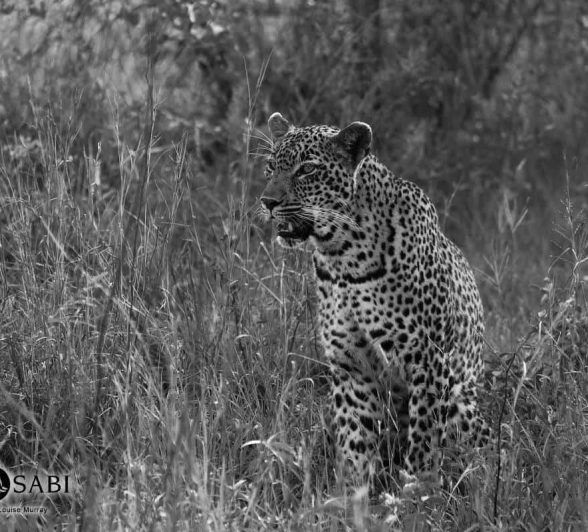 02Louise Murray Female Leopard 22072018 Final 02Louise Murray Female Leopard 22072018 Final
