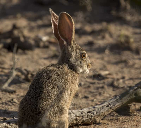 Scrub Hare Sabi Sabi