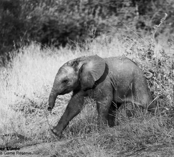 04Kevin Van Der Linde Elephant 14032020 Final 04Kevin Van Der Linde Elephant 14032020 Final
