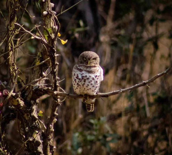 17Rebecca Boshoff Barred Owlet 1 FINAL 17Rebecca Boshoff Barred Owlet 1 FINAL