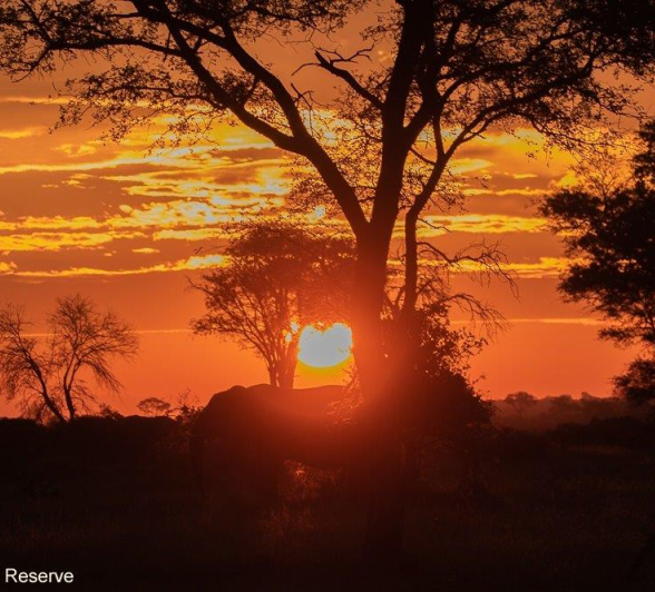 05andries Elephant 030521 5 Final 05andries Elephant 030521 5 Final