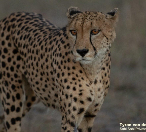 26Tyron Van Der Walt Male Cheetah 140621 1 Final 26Tyron Van Der Walt Male Cheetah 140621 1 Final