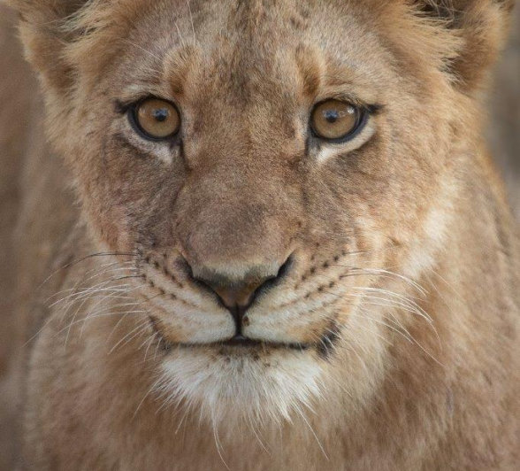 B34Tyron Van Der Walt SP Cubs 010821 Portrait Final