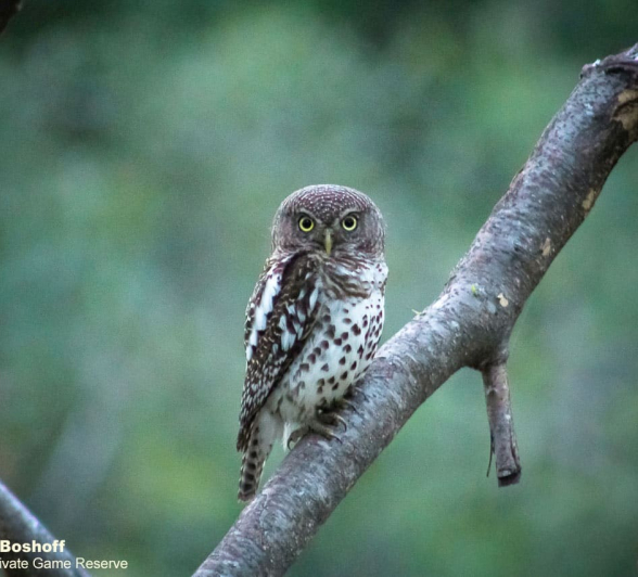 02Rebecca Boshoff Barred Owlet 2 29.10.2020 Final 02Rebecca Boshoff Barred Owlet 2 29.10.2020 Final