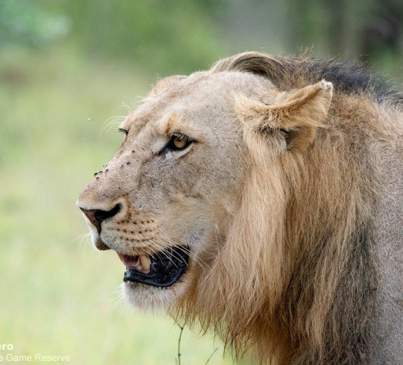 A20ronanld Unknown Male Lions 16122022 3 Final A20ronanld Unknown Male Lions 16122022 3 Final