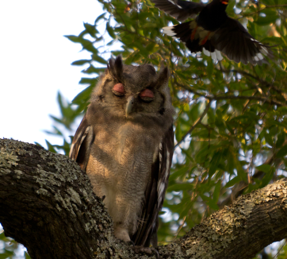 Owl 1 Owl 1