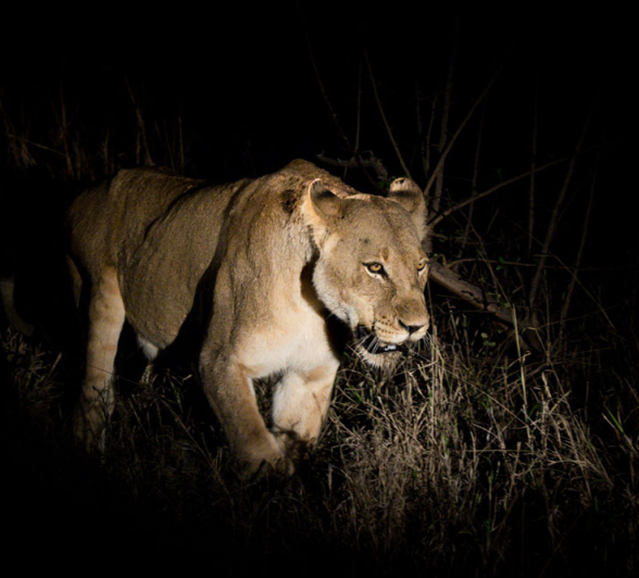Mike Palmer SP Lioness 1