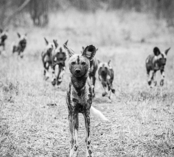 16Kyle Sabi Sands WD 4 16Kyle Sabi Sands WD 4