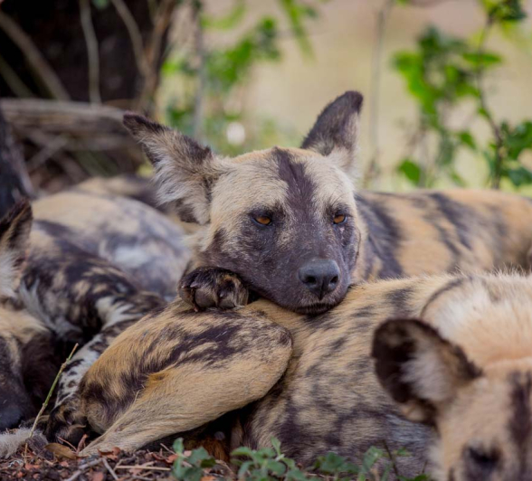 18Pravir Patel Wild Dog01 18Pravir Patel Wild Dog01