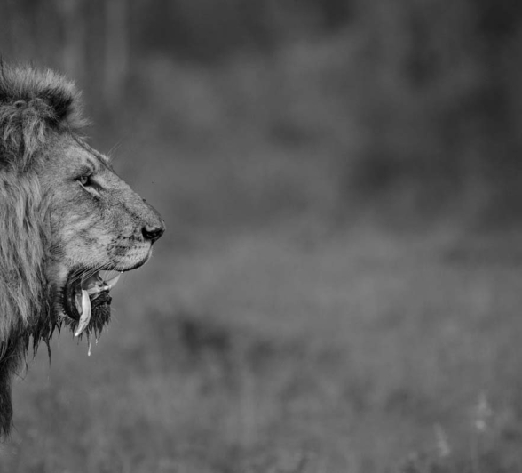 10Mike L Charlie Tooth 2