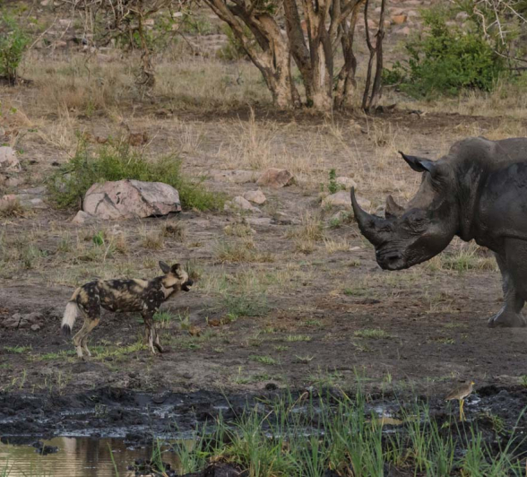 21Mike L Dog Vs Rhino 2 21Mike L Dog Vs Rhino 2