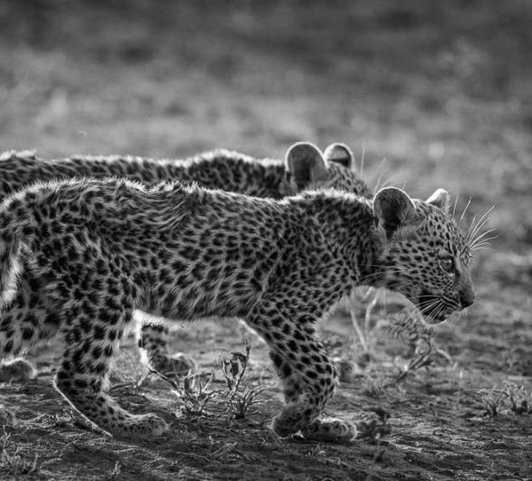 06Mike Palmer LBC Cubs 060116 2