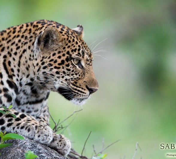 09Terry Ennever Hlarulini 261216 2 Final