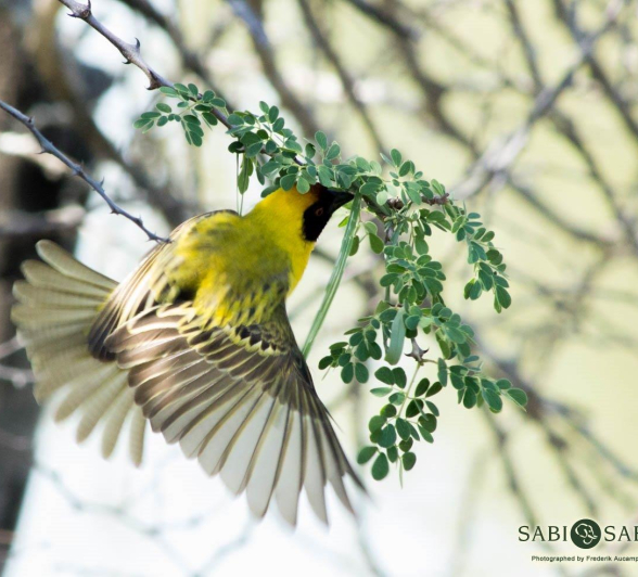 10Frederik Aucamp Southern Masked Weaver 2 Final 10Frederik Aucamp Southern Masked Weaver 2 Final