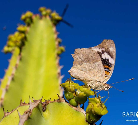 04Franscois Rosslee Butterfly Final