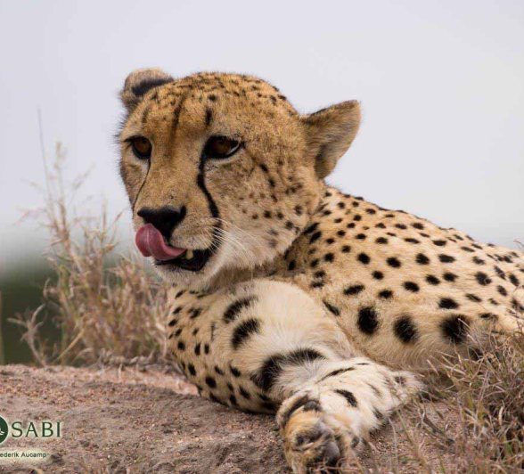 42Frederik Aucamp Male Cheetah 2 Final 42Frederik Aucamp Male Cheetah 2 Final