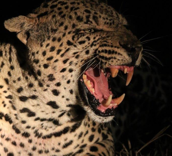 22Ally Ross 20181023 Xovo 02 Final